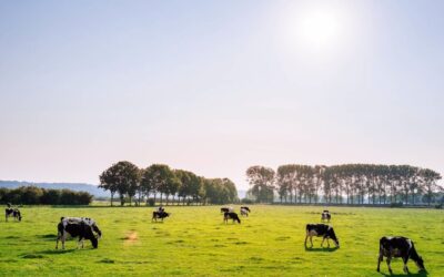 Dairy Farming Injuries